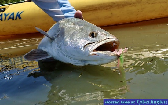 Test Fishing Report 02